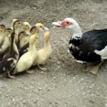 canetons de barbarie 43 poussins souleie polignac 43 le puy en velay elevage poussins