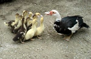 canetons de barbarie 43 poussins souleie polignac 43 le puy en velay elevage poussins