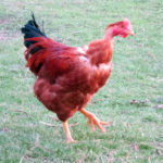 poussins cou nu chapon polignac 43 le puy en velay elevage poussins