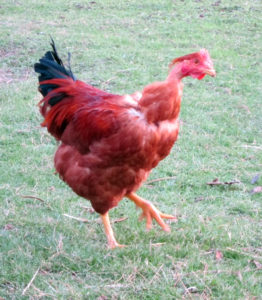 poussins cou nu chapon polignac 43 le puy en velay elevage poussins