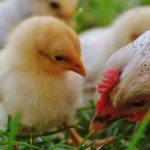 poussins souleie polignac 43 le puy en velay elevage poussins