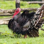 poussins dinde dindonneaux souleie polignac 43 le puy en velay elevage poussins