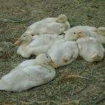 canards poussins souleie polignac 43 le puy en velay elevage poussins