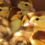 poussins canards canetons souleie polignac 43 le puy en velay elevage poussins