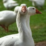 poussins oie et canard souleie polignac 43 le puy en velay elevage poussins