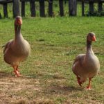 poussins oies souleie polignac 43 le puy en velay elevage poussins