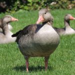 poussins oies souleie polignac 43 le puy en velay elevage poussins