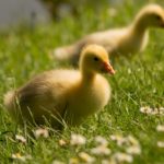 poussins souleie polignac 43 le puy en velay elevage poussins