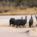 pintade souleie polignac 43 le puy en velay elevage poussins