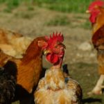 coq cou nu poule souleie polignac 43 le puy en velay elevage poussins