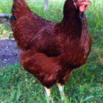 poule pondeuse polignac élevage haute loire 43