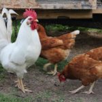 coq souleie polignac 43 le puy en velay elevage poussins