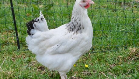 acheter poules sussex le puy en velay en haute loire