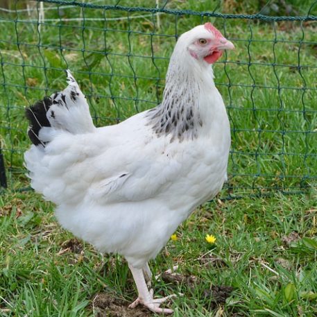 acheter poules sussex le puy en velay en haute loire