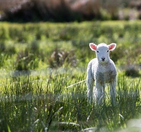vente directe agneau le puy en velay ne haute loire 43