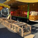 elevage poules et poussins haute loire