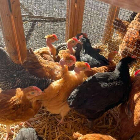 elevage poules haute loire