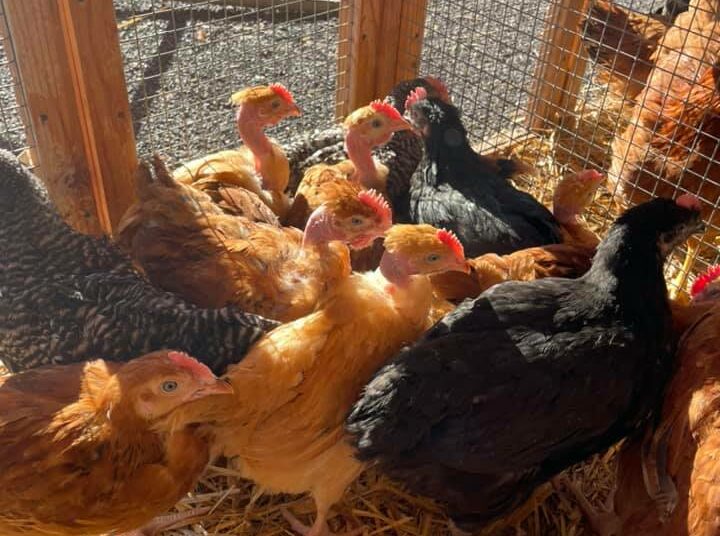 elevage poules haute loire